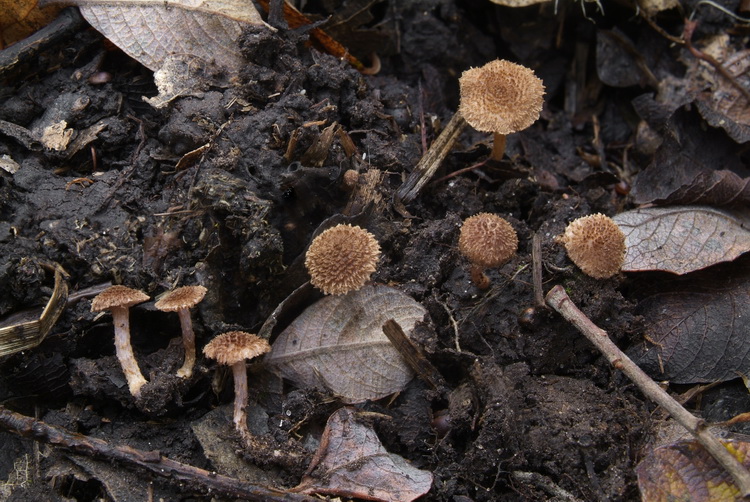 Dwergvezelkop - Inocybe squarrosa